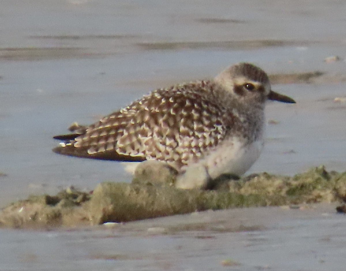 Need some help!  Seen today on Adur at Shoreham.  Sanderling? <a href="/Natures_Voice/">RSPB</a>