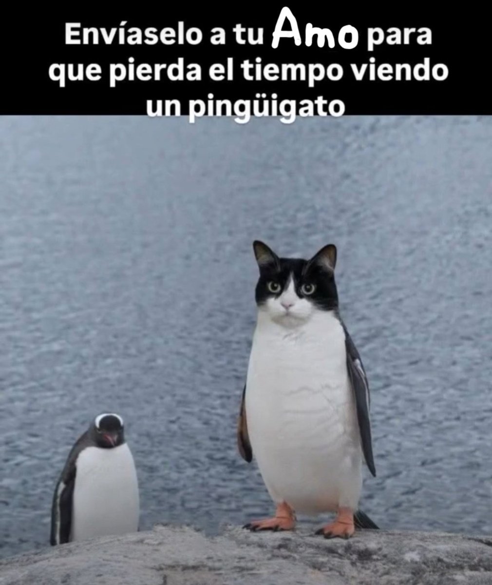 Sumicato_'s tweet photo. El honorable sumicato se ha marcado dos objetivos como núcleo de su actividad:
1. Facilitar memes a todo el colectivo sumiso para bratear por medios virtuales a sus Am@s o a Dominantes al azar.
2. Acosar a figamollas @Oasis_19_91 hasta conseguir captarlo en nuestra red.
#SuMeme https://t.co/ZkNH2Dkh8H