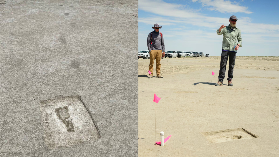 HelpWithMeds's tweet image. Paleo ("Ancient") Indians were Utah's first inhabitants. While they did not leave petroglyphs and pictographs, they did leave traces of their lives...

88 human footprints, over 12,000 years old! These ancient impressions, left by adults and children walking through a marshland…