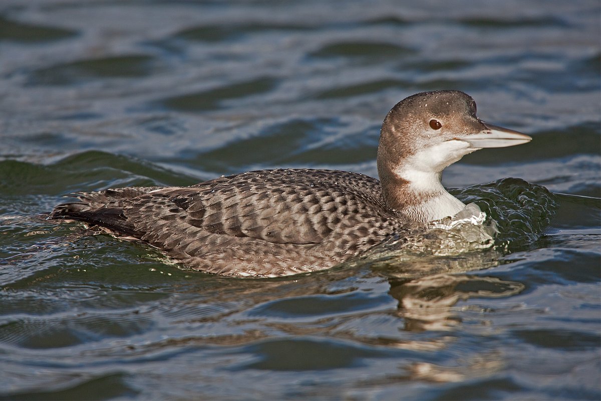 This unique book details the ups and downs of over 270 species over the last 200 years such as this 2013 Great Northern Diver, beginning with the worlds 1st nature reserve &amp; the birth of conservation. 

Order now by email bowint223@gmail.com