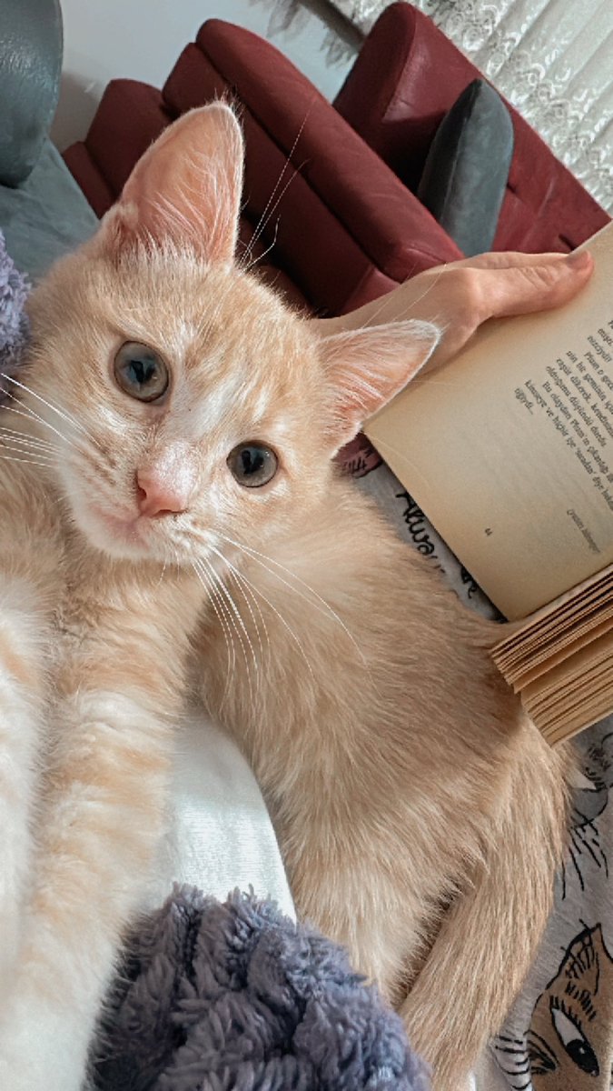 Ne kedisiz ne kitapsız. ❤️