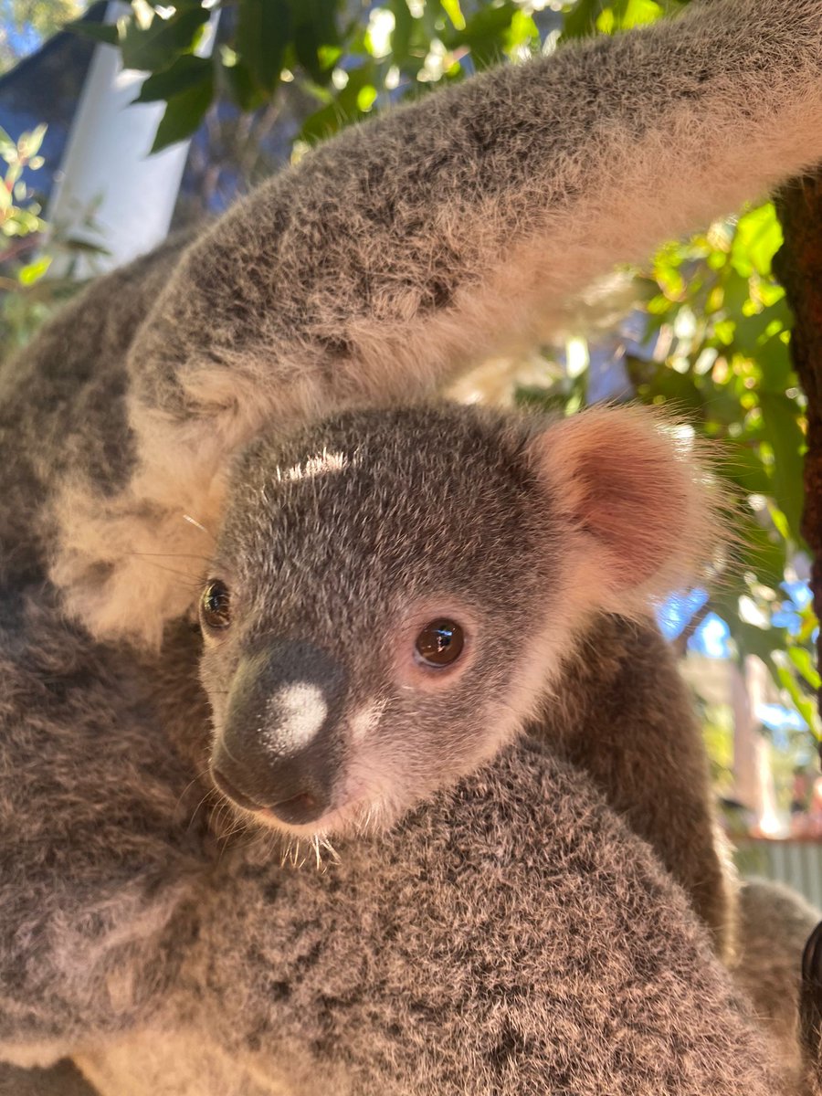 AustralianUAVS's tweet photo. #KOALACONSERVATION // In partnership with @shemapsau we delivered a drone course, teaching students &amp; community members how to fly drones for the National Koala Monitoring Program. This initiative was showcased by the Citizen Science Global Partnership, for the United Nations. https://t.co/JbngRSqcML