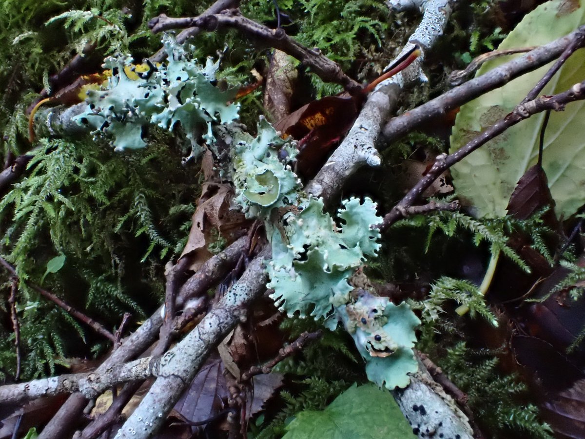 liklikmeri's tweet photo. 落枝の地衣類
昨日のと同じ場所
#lichen #hotstick https://t.co/0mIDgnbdPc