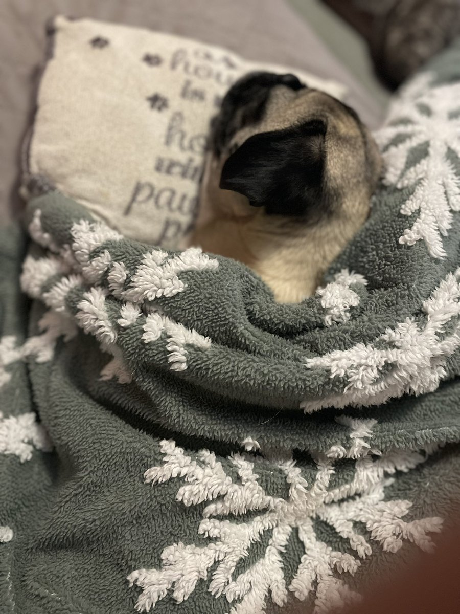 DeiselPepSkip's tweet image. Hibernation mode #pugs #pugsoftwitter