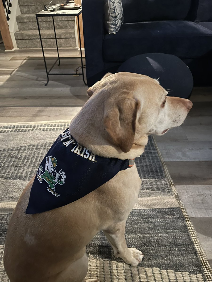 Here come the Irish…and #Kodyapproved🍀