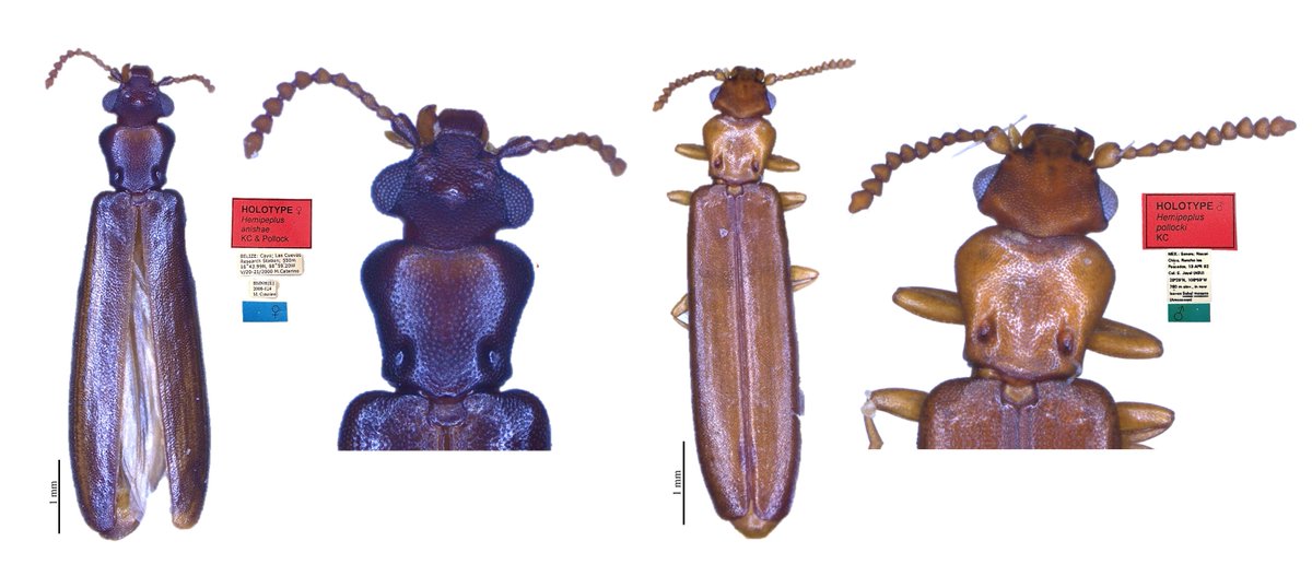 The magnum opus is out!
We describe 29 species of Hemipeplinae (Coleoptera: Mycteridae) beetles new to science.
mapress.com/zt/article/vie…