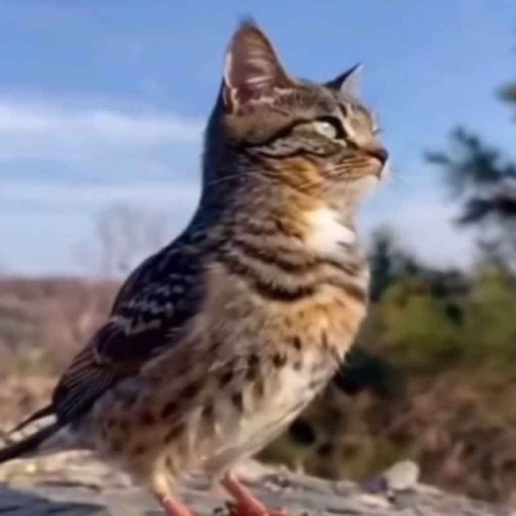 quantum ✂ tweet media