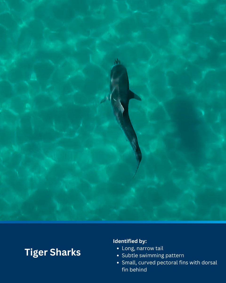 Australian UAV Service (@australianuavs) on Twitter photo #SHARKSURVEILLANCE // Did you know not all sharks are dangerous? Here are the 3 we keep an eye out for at our 50 patrolled beaches across NSW. <a href="/slsnsw/">Surf Life Saving NSW</a> #SHARKSURVEILLANCE // Did you know not all sharks are dangerous? Here are the 3 we keep an eye out for at our 50 patrolled beaches across NSW. <a href="/slsnsw/">Surf Life Saving NSW</a>