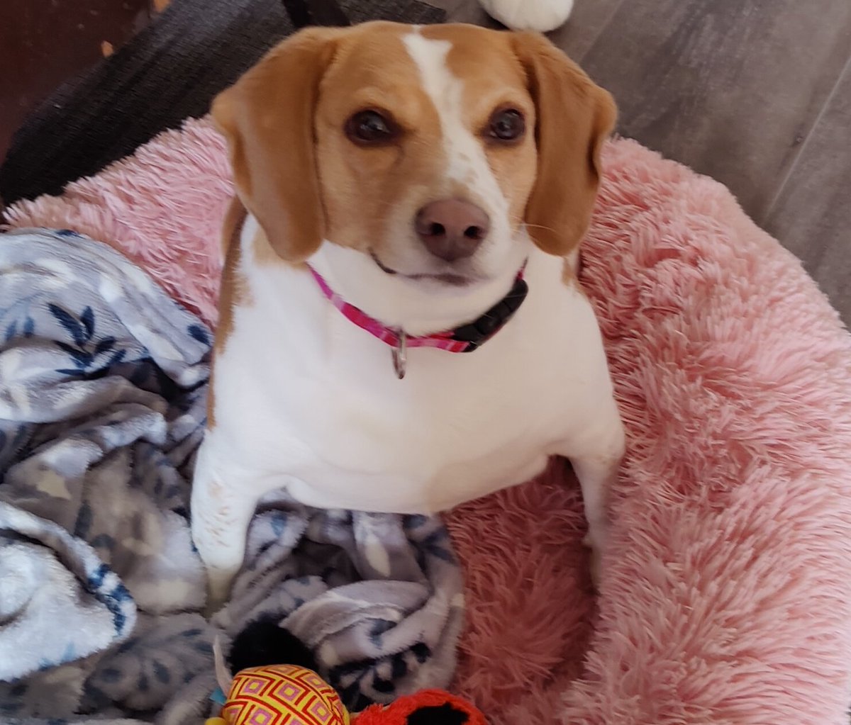 NyahMacphee's tweet photo. @beaglefacts https://t.co/KoEP3zBV5C