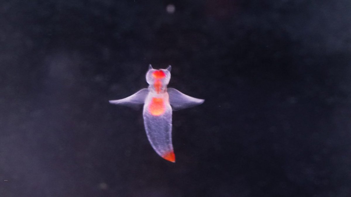 INVADER CRUNCH CONTROL(ALIEN ERA) tweet media