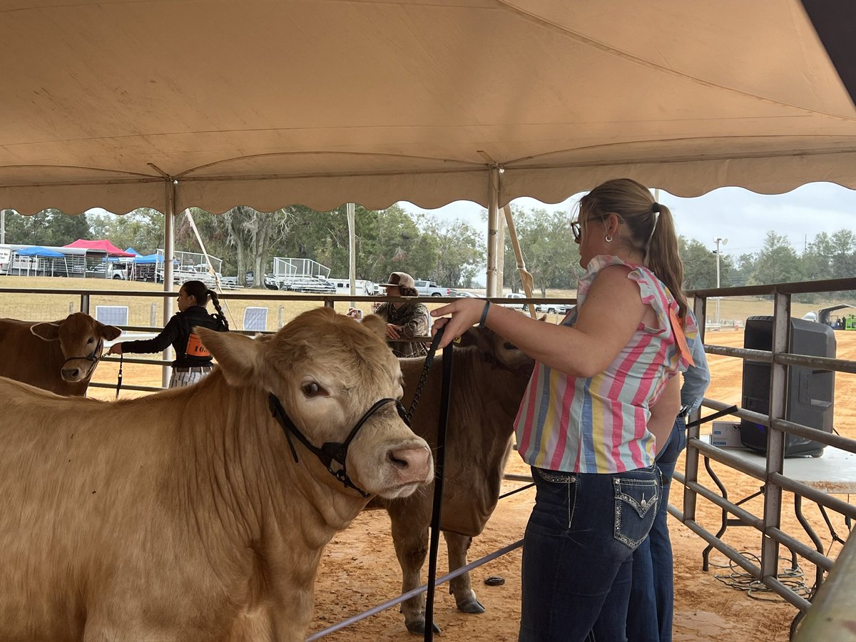 2025 Mount Dora FFA Alumni Cattle Show in the books! Hank, my steer won Grand Champion Brahman Infl. Steer and Grand Champion Peewee showmanship while being Olivias first time showing. Running and organizing this show was one of my goals this year and it was a success!