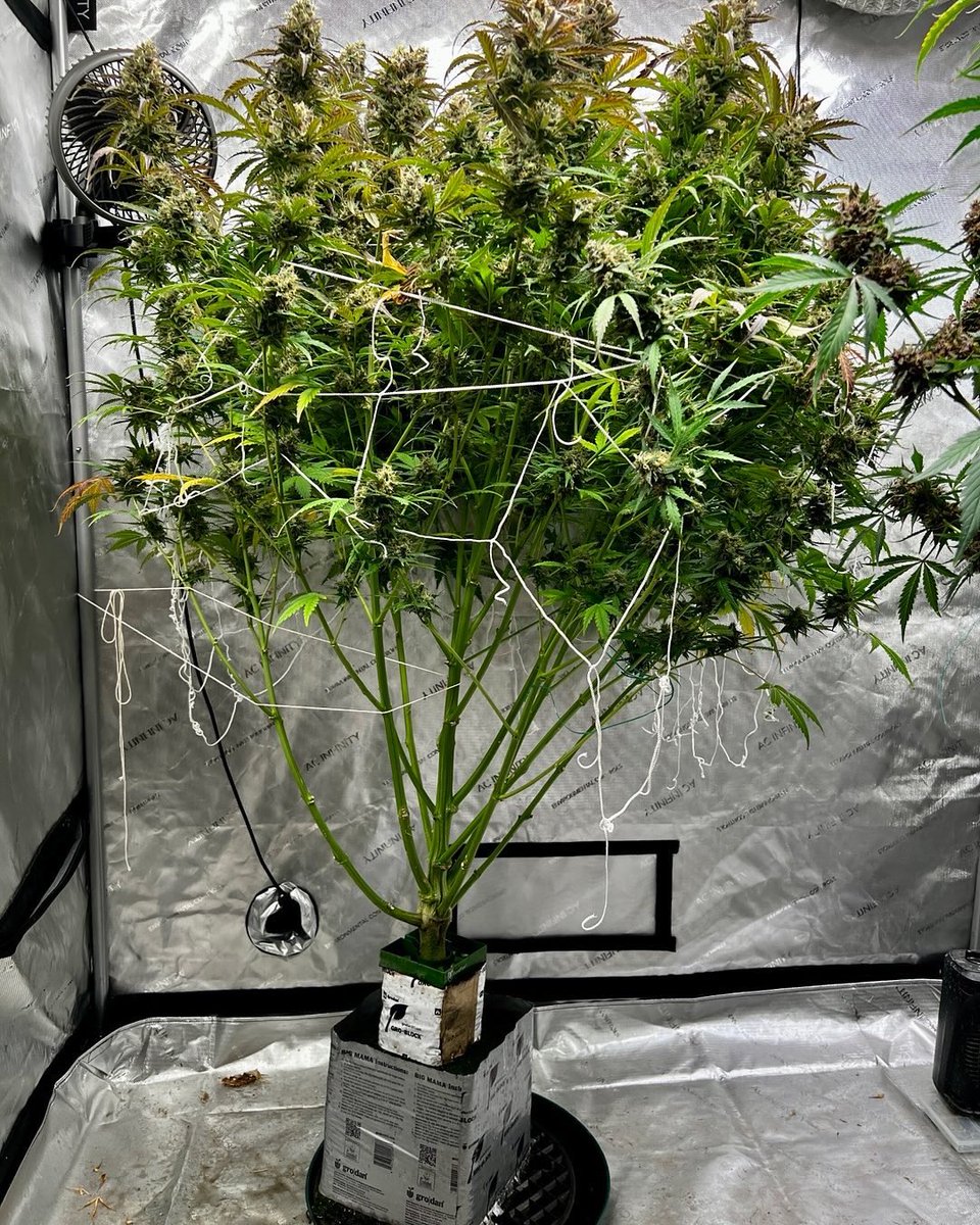 scientists19193's tweet photo. Pound Dawg f4 Auto flower by #SpeedRunSeeds finished dried and trimmed she gave up 18oz in 91 days. https://t.co/3XC3ThV2Az
