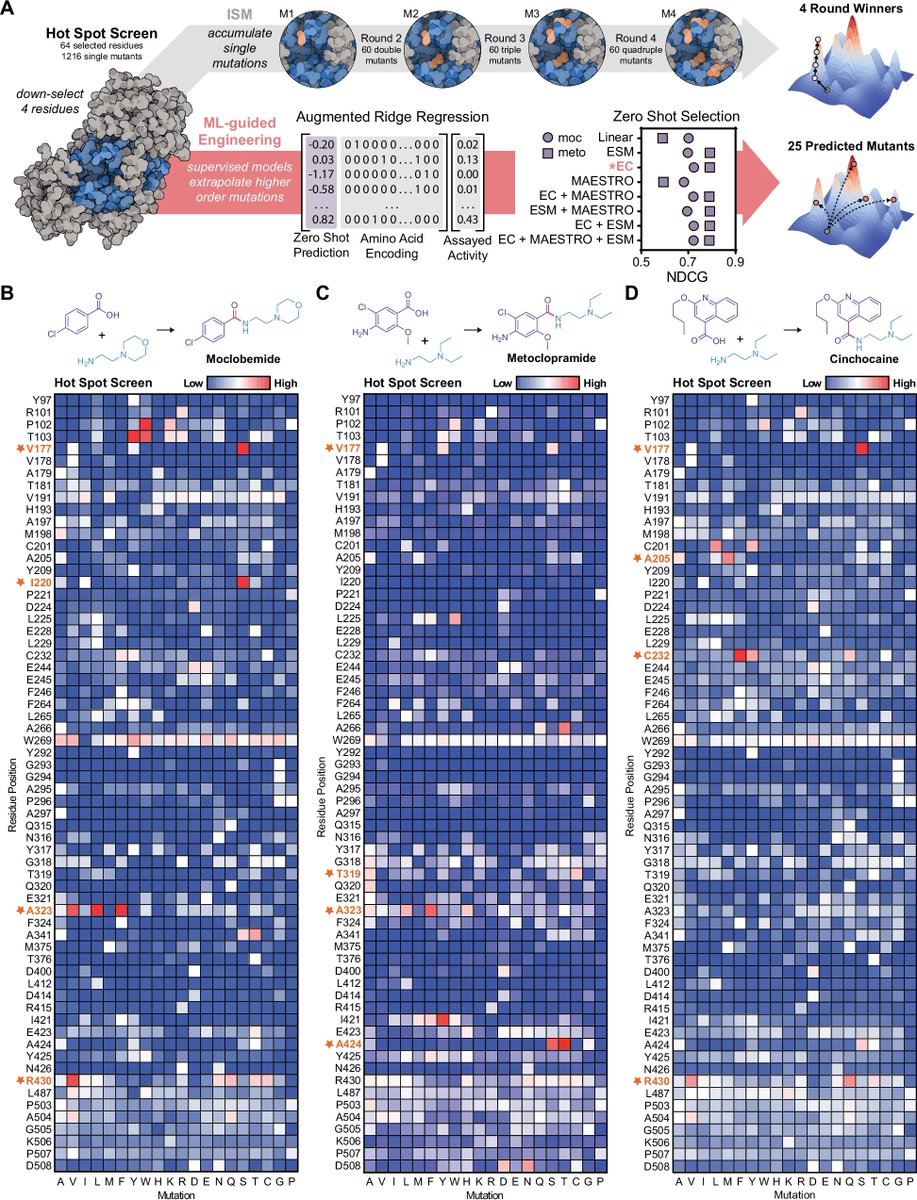 NikoMcCarty's tweet photo. ML + cell-free systems to engineer enzymes quickly.

The authors tested enzyme variants in ~11k cell-free reactions, using the data to build a regression model to make better amide synthetases.

Result: 1.6- to 42-fold higher activity. We'll be seeing many more papers like this. https://t.co/UksaR82wrX