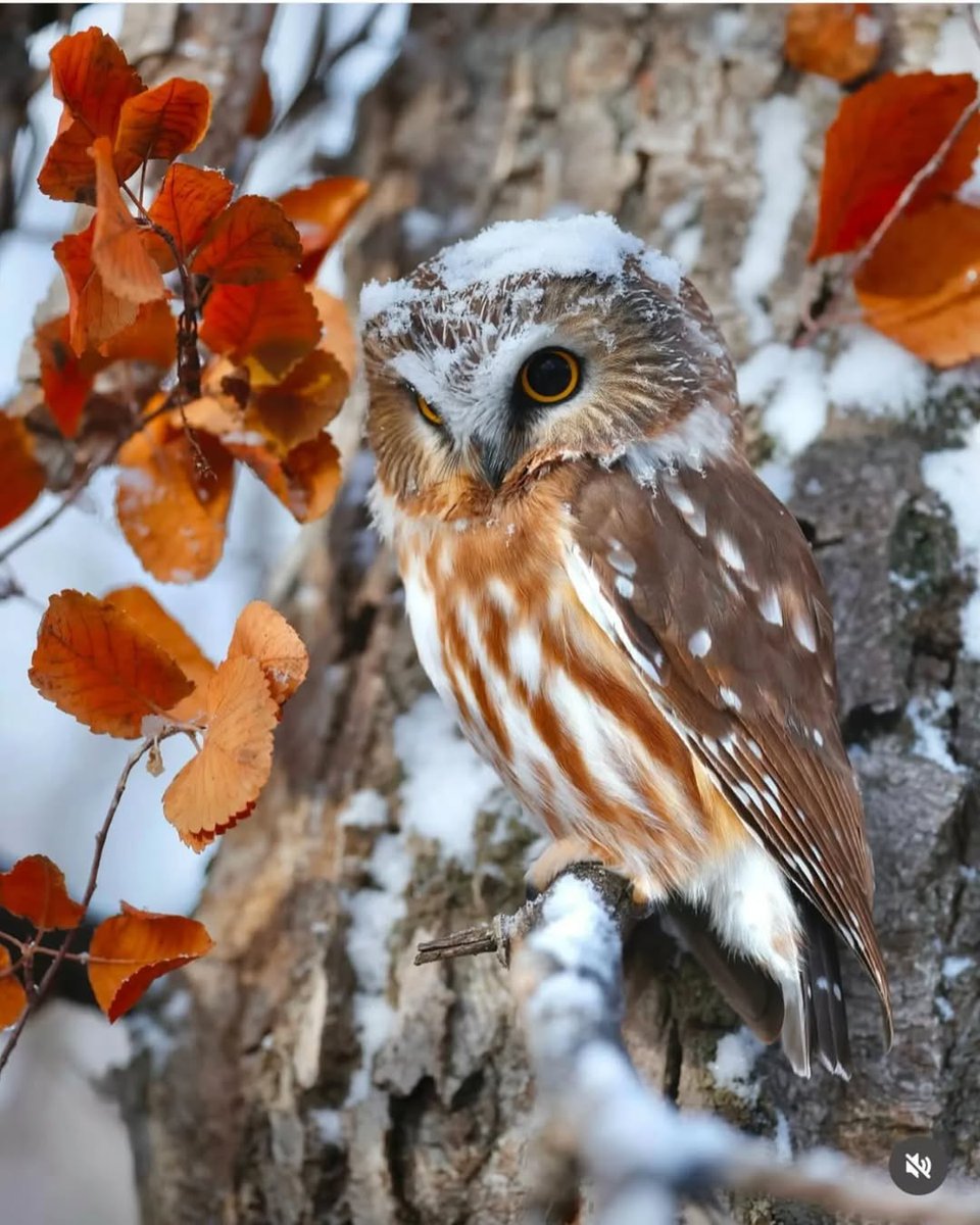 Moonlighhy's tweet photo. Northern saw-whet owl

Snowy hat 🦉 🤠!

© By:@jennilsphotography https://t.co/LFabIidy6V