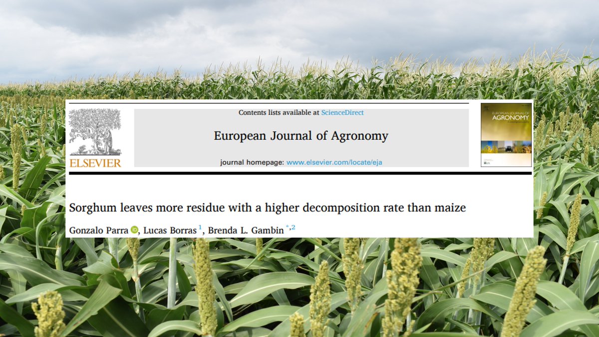 GonParra's tweet photo. After harvest sorghum leaves more residue than corn, but it decomposes 77% faster. Three months after harvest the difference in available residue is not significant.  
More details in the link, that was part of my PhD: https://t.co/SA5r09edYD https://t.co/qaL0w34FN0