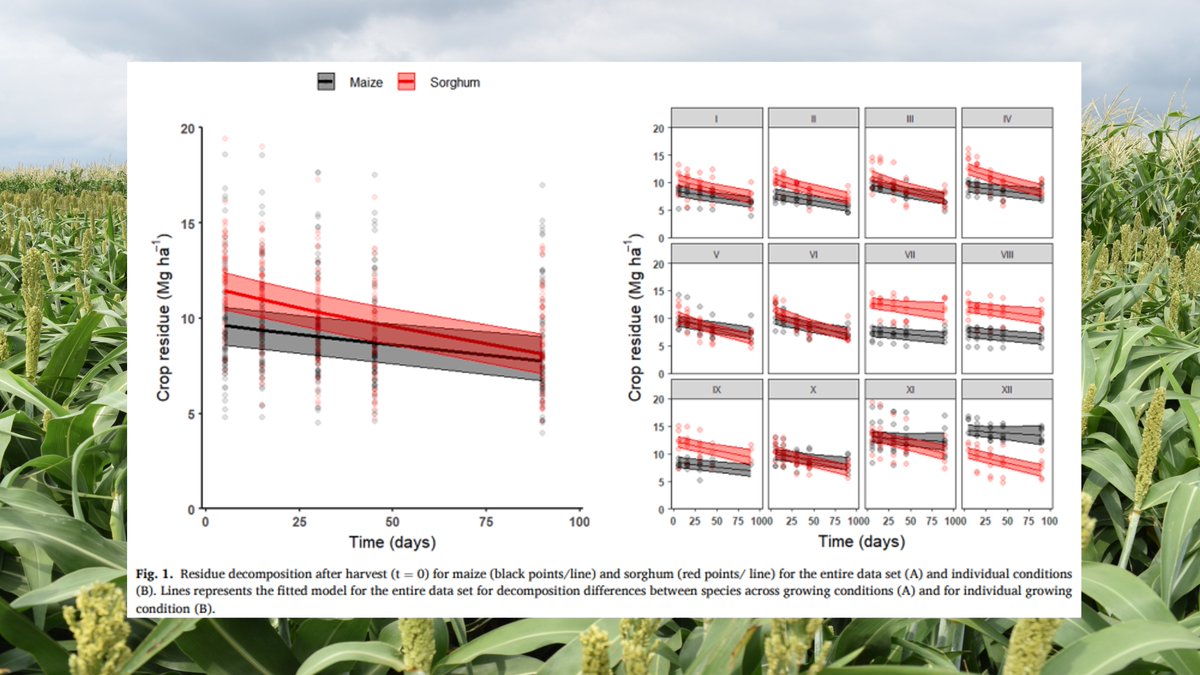 After harvest sorghum leaves more residue than corn, but it decomposes 77% faster. Three months after harvest the difference in available residue is not significant.  
More details in the link, that was part of my PhD: kwnsfk27.r.eu-west-1.awstrack.me/L0/https:%2F%2…