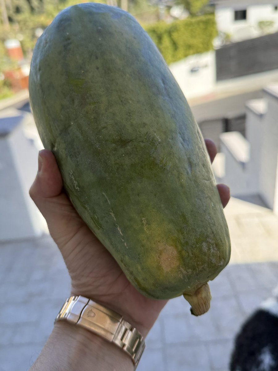 <a href="/alejandroglatt/">Alejandro Glatt - PAPAYAS TO THE MOON🥭</a> <a href="/PapayaOnSolana/">PAPAYA</a> <a href="/elonmusk/">Elon Musk</a> <a href="/cryptopapayas/">@CryptoPapayas 🟠 TO THE MOON 🗽</a> Let’s go ✊