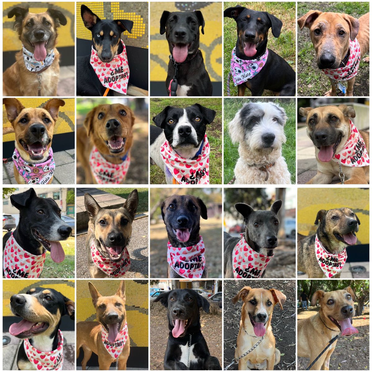 HELA_MORE's tweet photo. Amigos no se olviden que aquí tenemos más de 40 perritos en busca de una familia.

No somos albergue,ni tenemos refugio yo soy una rescatista independiente con un corazón de pollo y que está un poco loca 🙈

La mayoría de nuestros rescatados están en diferentes pensiones y unos pocos en hogares temporales,por eso nuestros gastos al mes son altísimos.
Denle la oportunidad a alguno de nuestros perritos.
Estamos en CDMX