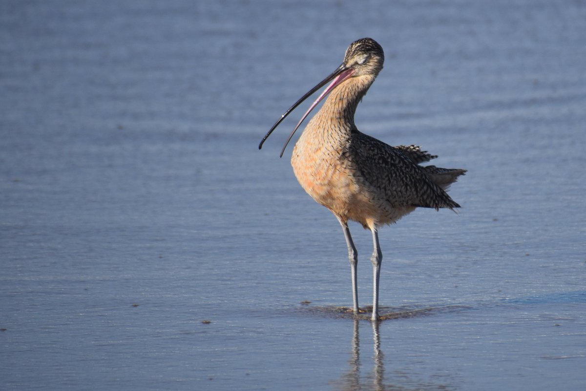 Alicia Fox🦊🦎 tweet media