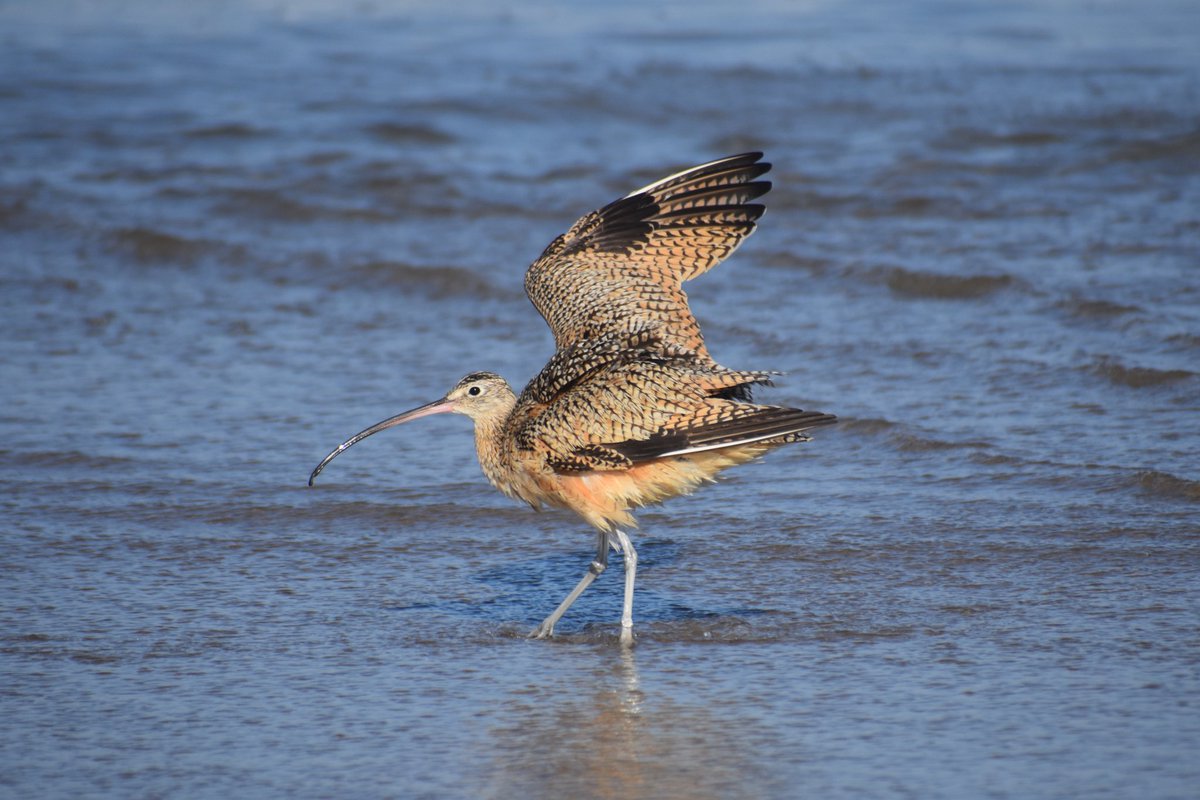 Alicia Fox🦊🦎 tweet media