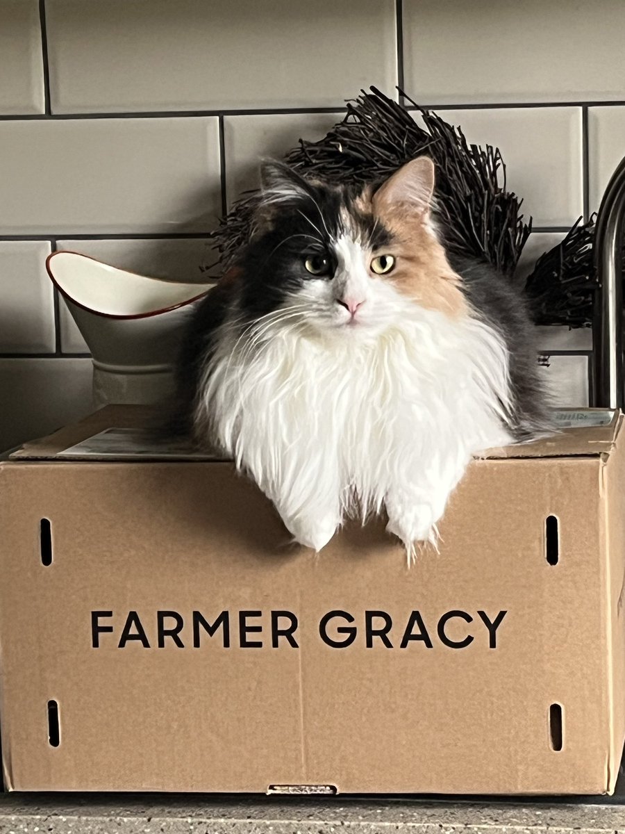 <a href="/FarmerGracy/">Farmer Gracy</a> My cat thanks you for the exceedingly comfy box you sent, but isn’t that fussed about the contents I’ve since been unable to plant. Got any meowigolds?