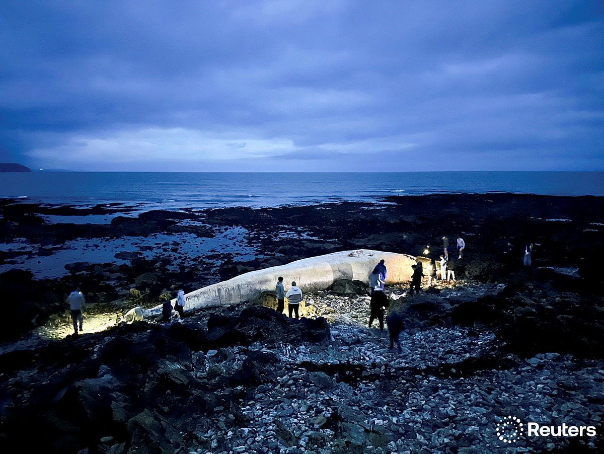 A deceased fin whale is washed up on Ballinclamper beach, near Dungarvan, Ireland photo by Emilija Jefremova for Reuters