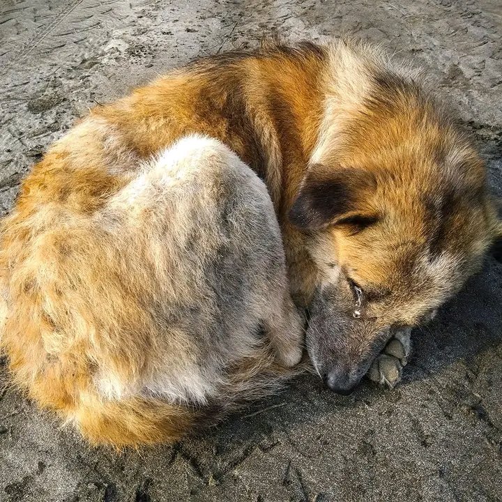 I was saved from the harsh life of the street 🙏🥺 Don't be indifferent and give me ❤🙏