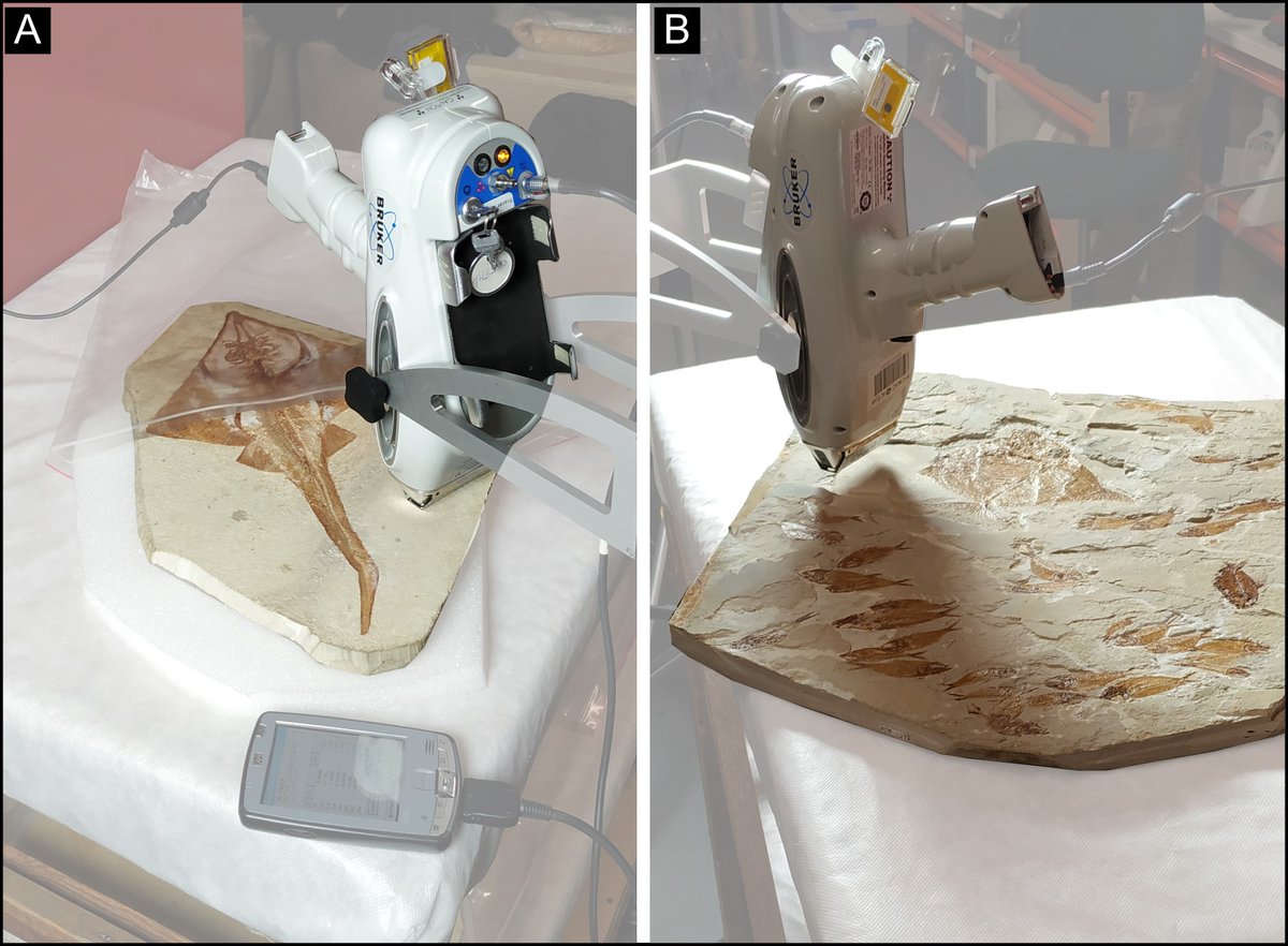 How can we confirm the origin of fossil material as it disperses globally? Portable X-ray Fluorescence (#pXRF) links fossils to classical sites using their geochemical signature, though sometimes more sensitive instruments or additional techniques are needed.