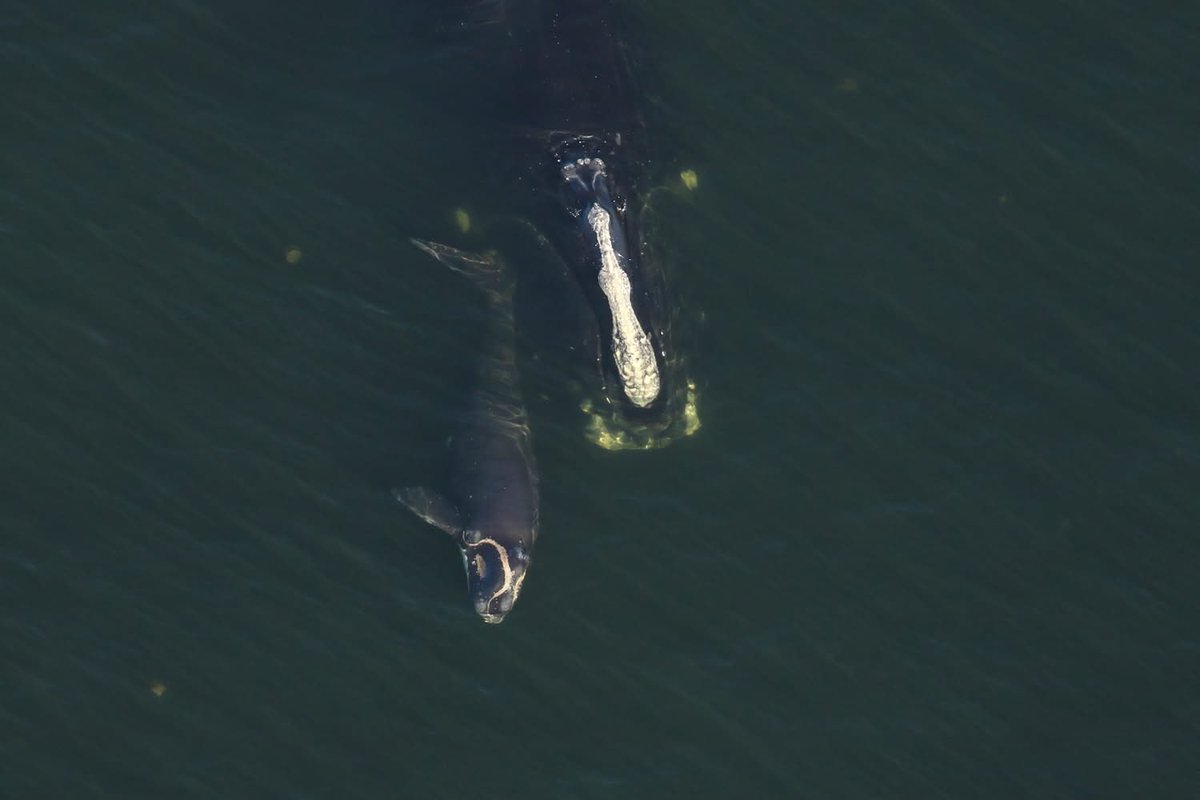 Today, I think the news needs more #hope (aka more #whales) -

The 7th #rightwhale calf of the season has been spotted in Florida! 🥰 This is the first calf for mother “Check Mark” (Catalog #3705), who is 18 years old.
🐋🐋🐋🐋🐋🐋🐋

📷: <a href="/MyFWC/">MyFWC</a> under <a href="/NOAA/">NOAA</a> permit 26919