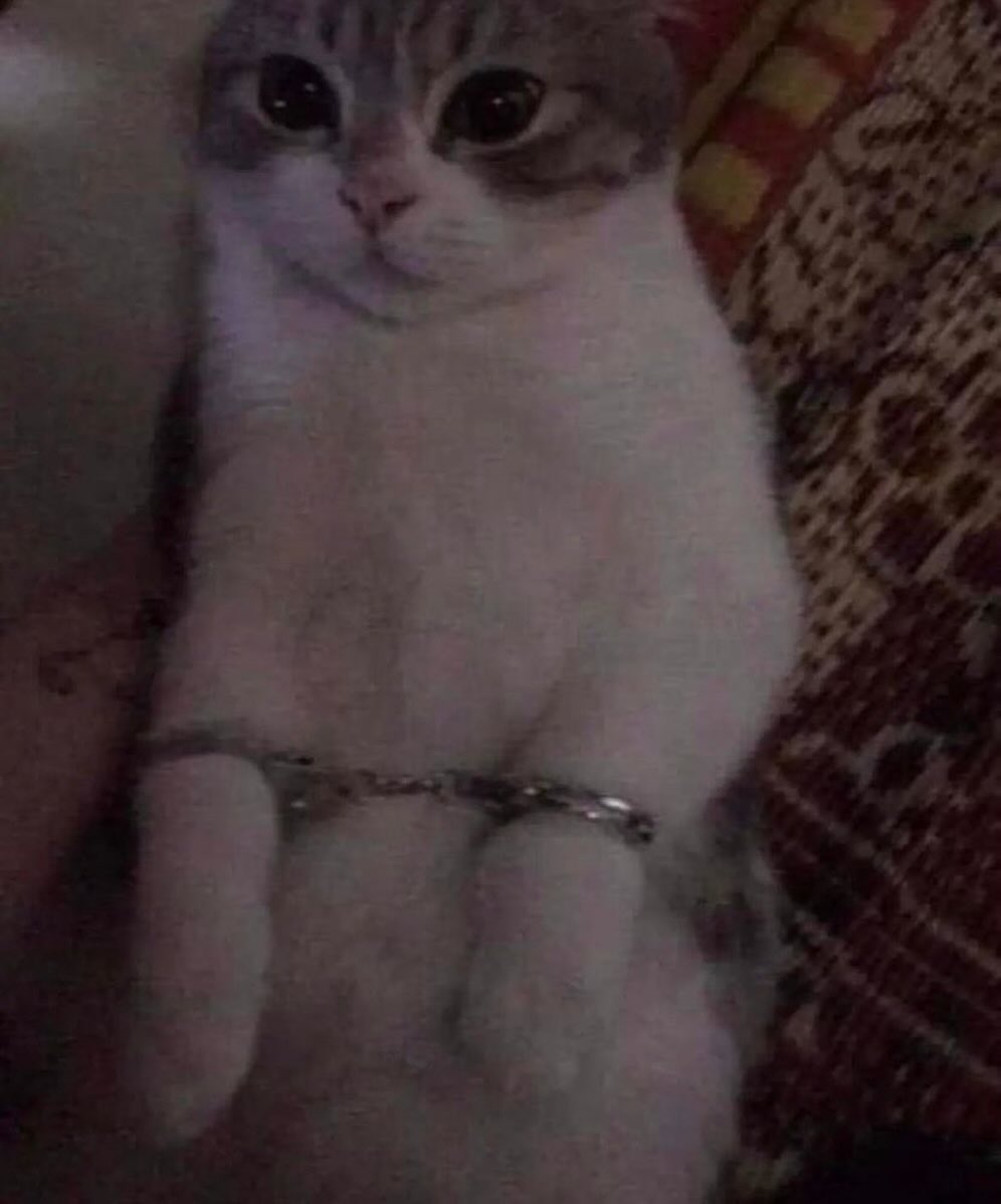 Punch Cat tweet media