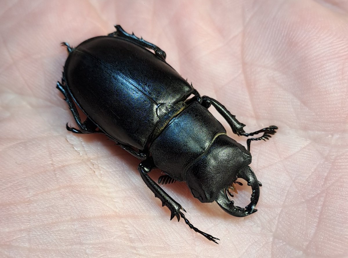 Lucanusfr tweet media