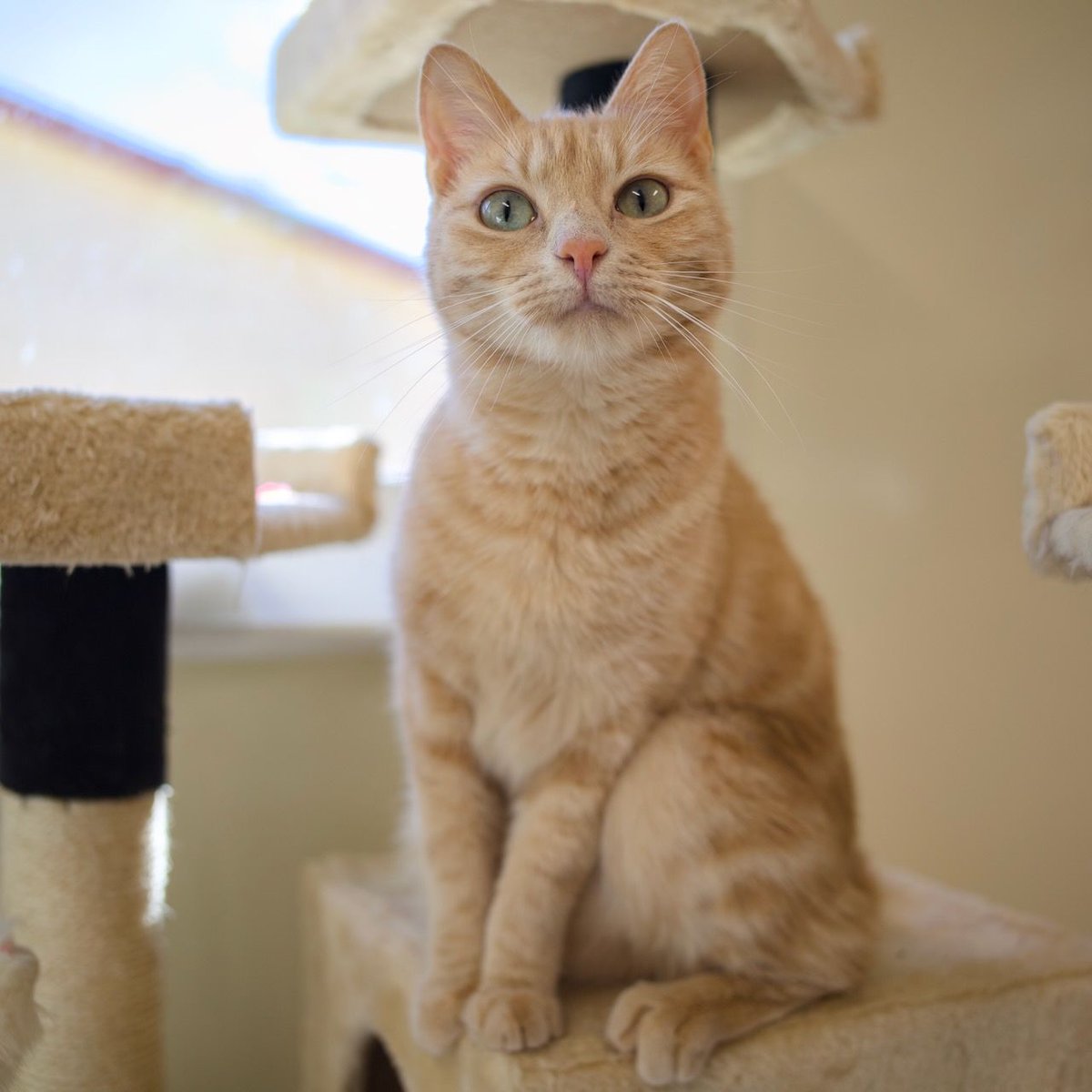 ShadowCatsTexas's tweet photo. Marigold is here hoping you had an amazing Monday and that the rest of your week is terrific ๐
#happymonday #marigold #sweetkitty https://t.co/7dOaNtmylg
