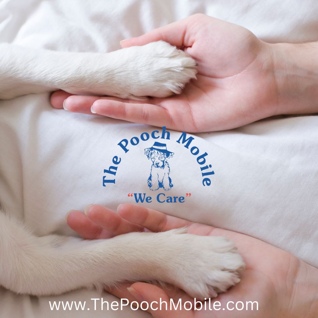 PoochMobile's tweet photo. 🌨🐾 Winter is beautiful, but it can be tough on our furry friends' paws! As the snow falls and road salt is scattered, it's important to keep those precious paw pads safe. Here are some tips to protect your dog's paws this winter! ❄️❤️

1️⃣ **Booties Are a Plus**: Consider in... https://t.co/YeqNDJsFNE