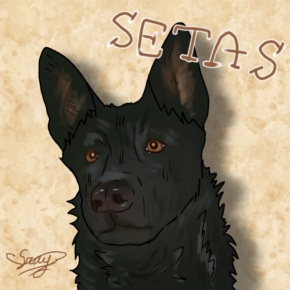 Dog portrait for a friend.
★★★
#art #artist #artmoots #drawing #pet