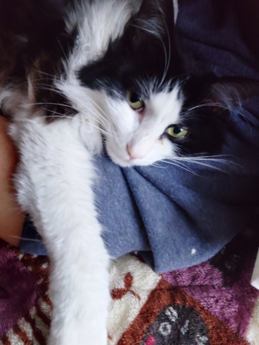 ログインボーニャス 