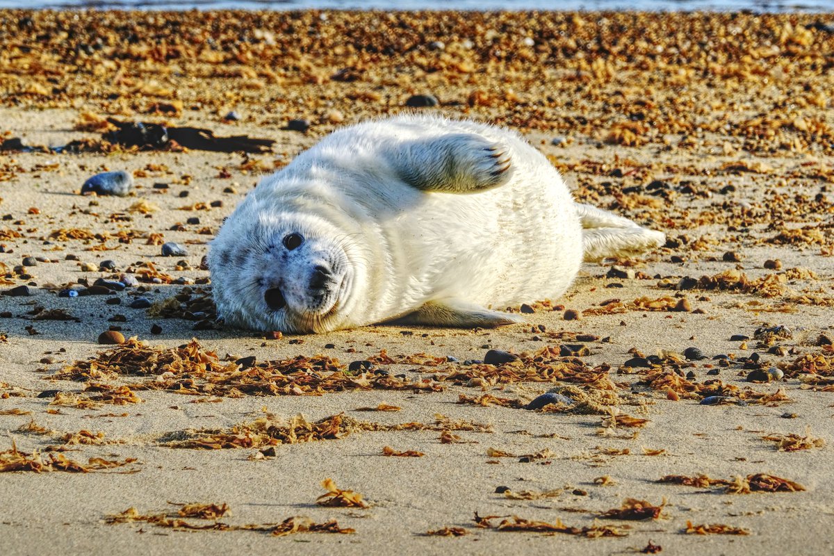 Puppy Eyes. A late seal pup on Winterton beach.
#Sharemondays2025
#fsprintmonday
#fujifilm_xseries
#Seal
#NorfolkWildlife