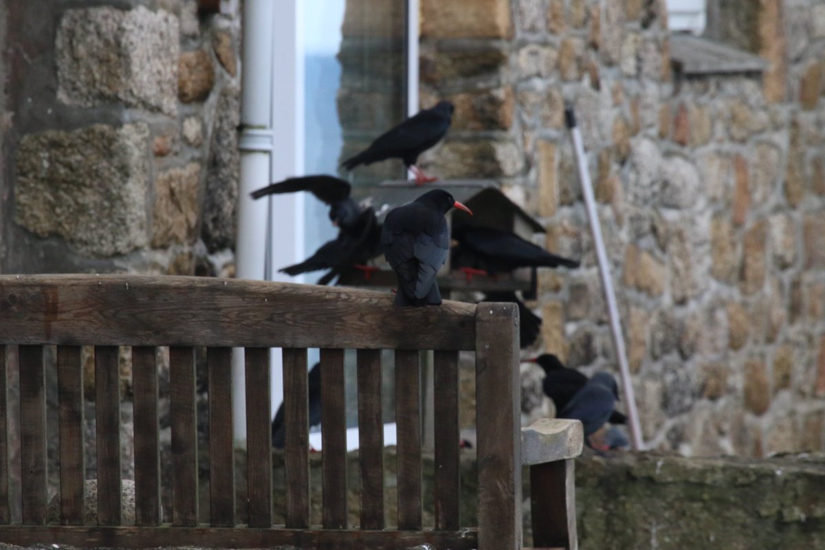 Ron Cousins tweet media