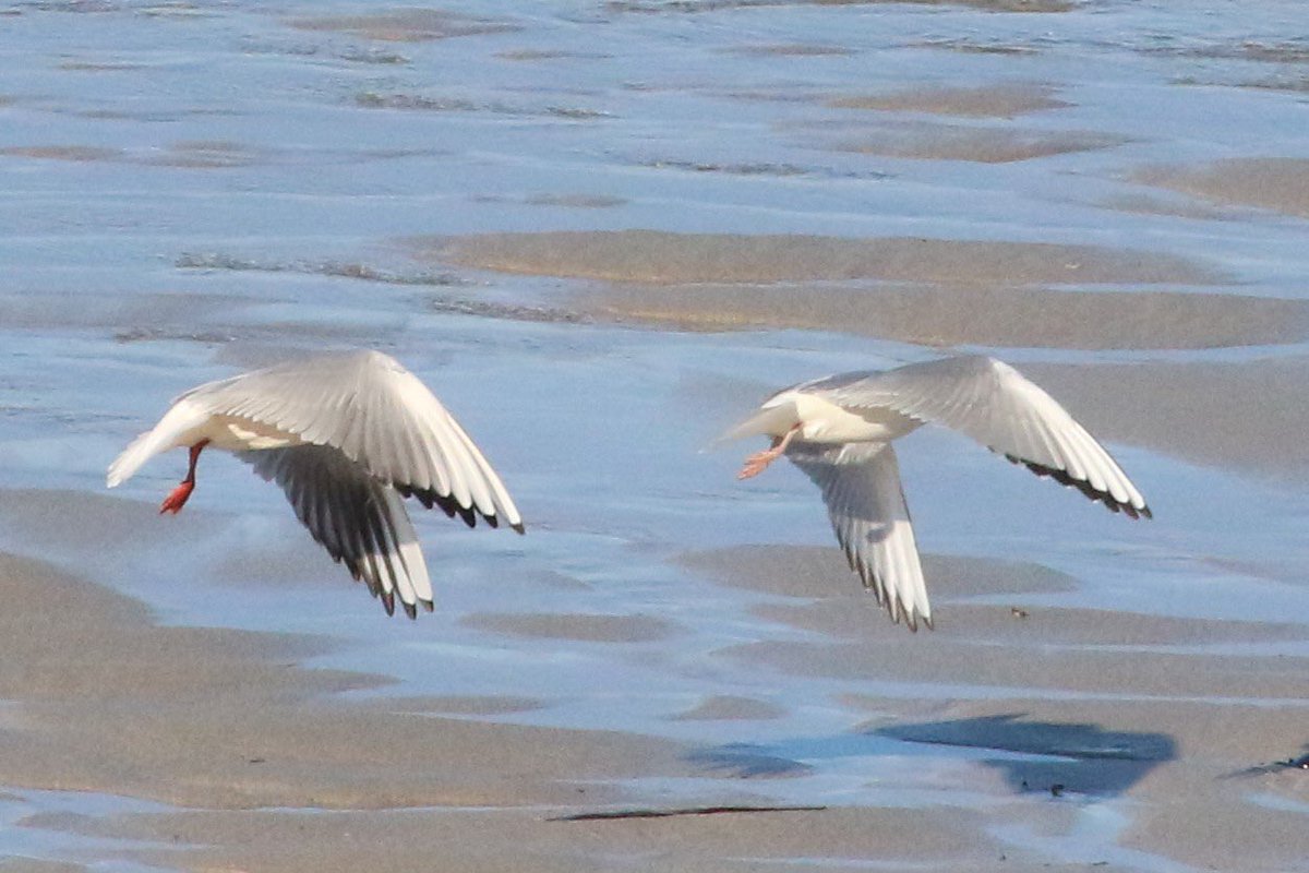 Ron Cousins tweet media