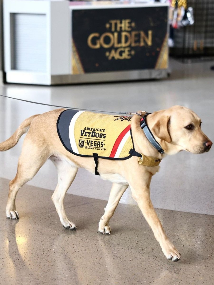VGKpup's tweet photo. My last game as the #VGKPup is today.

I can't wait to watch our boys beat the Blues! ⚔️🎵

Share some pictures if you are at the game! 📸 

#MaverickMonday🐾
🐶 https://t.co/yEkv4v7M18