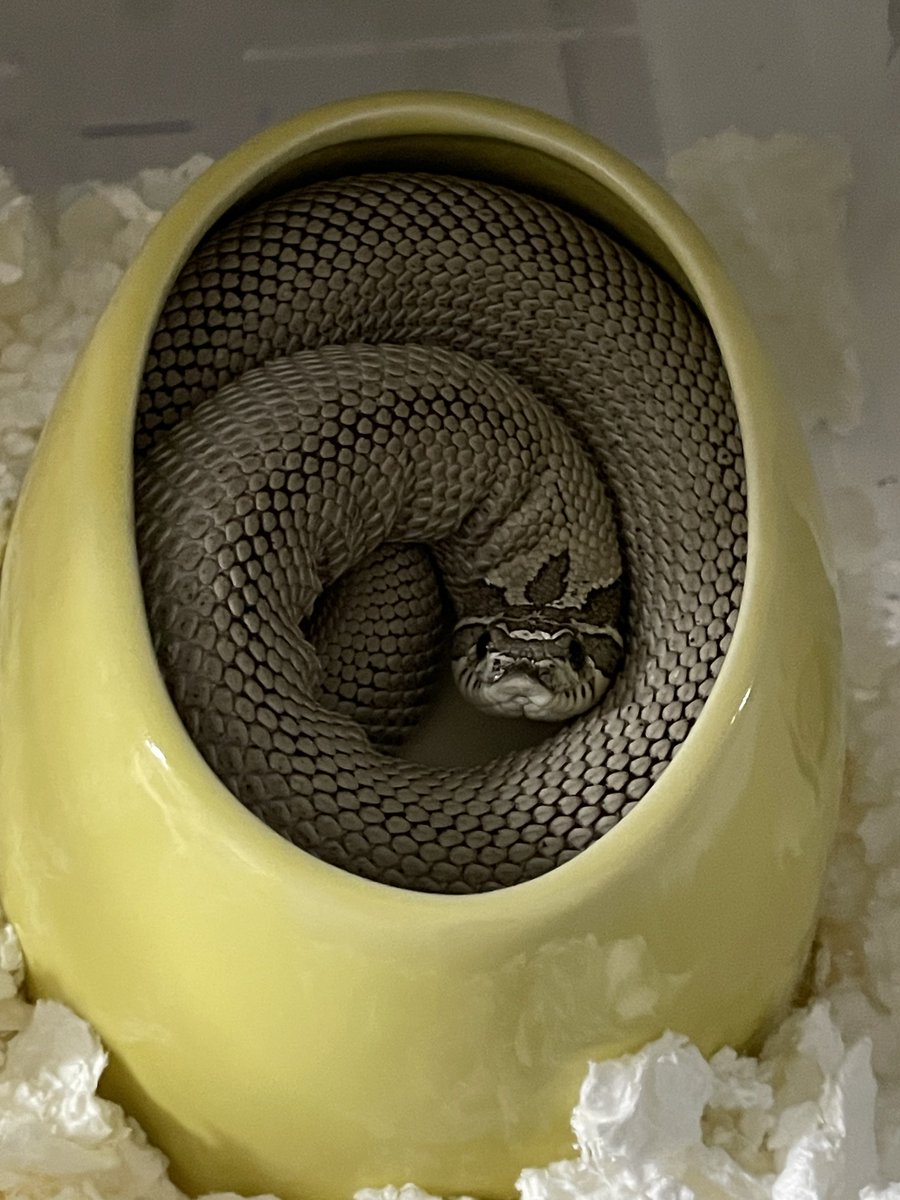 ふかふか敷いたのに…