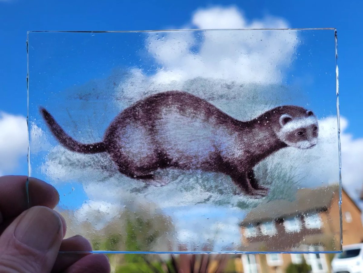 WeaselWares's tweet image. sometimes i like to look at ebay at cool mustelid stuff .i especially love the random vintage stuff.   i dont buy anything recently as much as i really want too