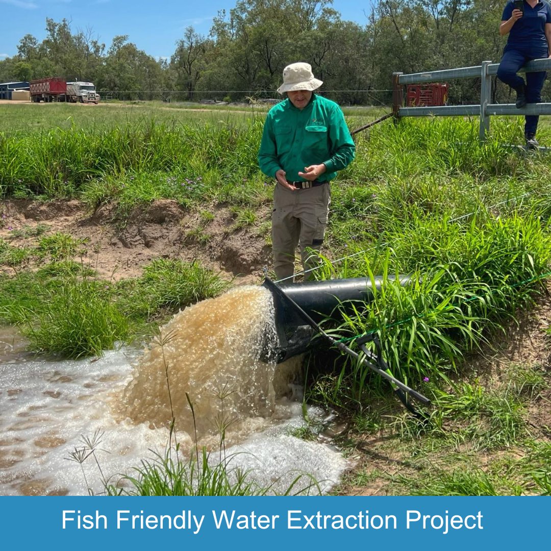 SQLandscapes's tweet image. Fish-friendly screens are protecting native fish! 🐟💧
Dr Darren Fielder: 'It’s incredible to see the immediate difference these screens make. This is a sustainable solution that works for farmers and native fish alike.'

#ProtectOurFish #HealthyRivers @WaterQLD