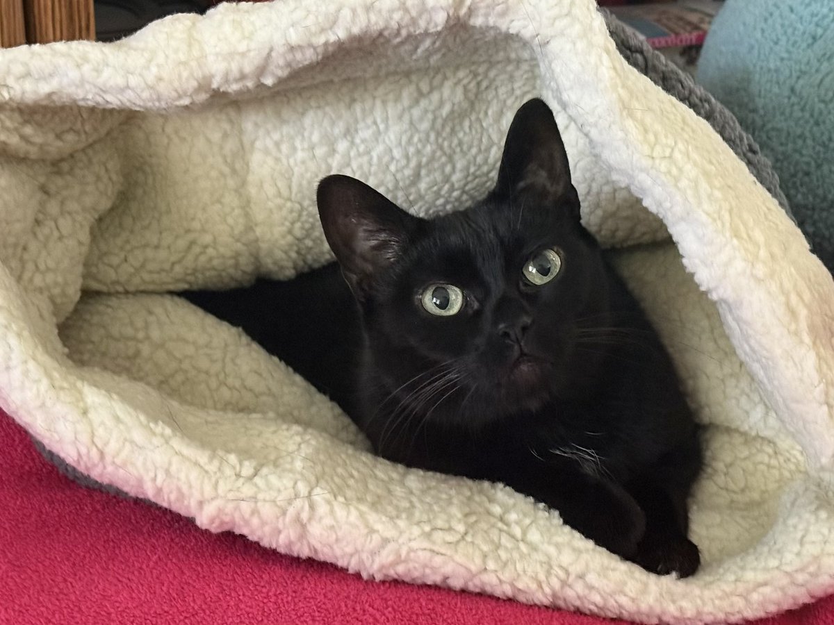 5housepanthers's tweet photo. Juni’s keeping warm in her new sleeping bag https://t.co/9vesBPQGJf