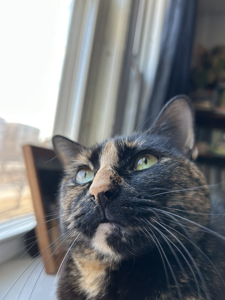 gwerbdolyn's tweet photo. they had a baby named miss pickles!! https://t.co/dUoVFMG7Fk