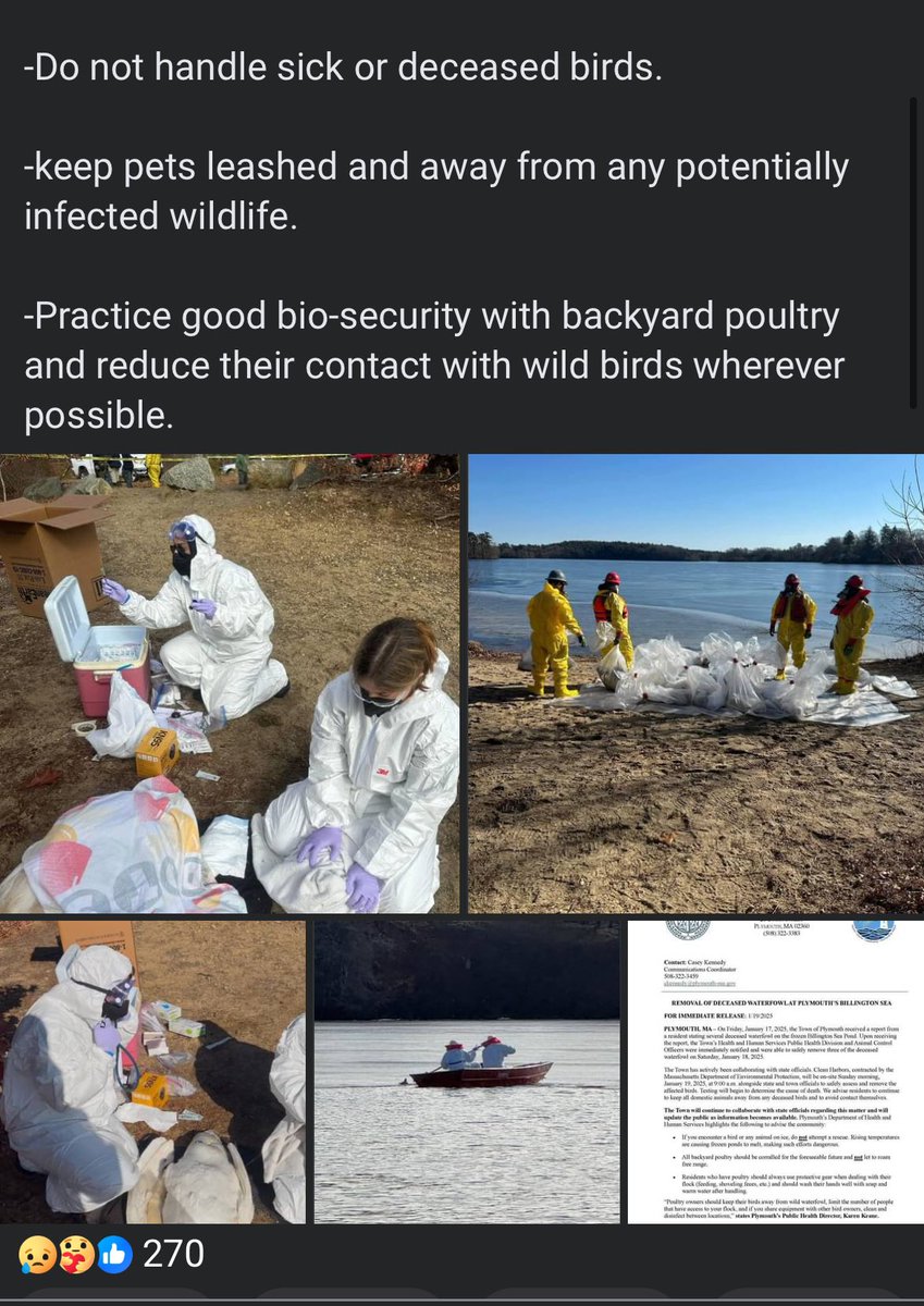 CCSDMaskUp's tweet image. If you want to know if we are are in good hands from a public health perspective  on #HPAI #BirdFlu #H5N1, 60 birds were found dead and infected in Massachusetts.

These are the people who are supposed to know what theyre doing. 

Ive circled every violation in a pic they shared.