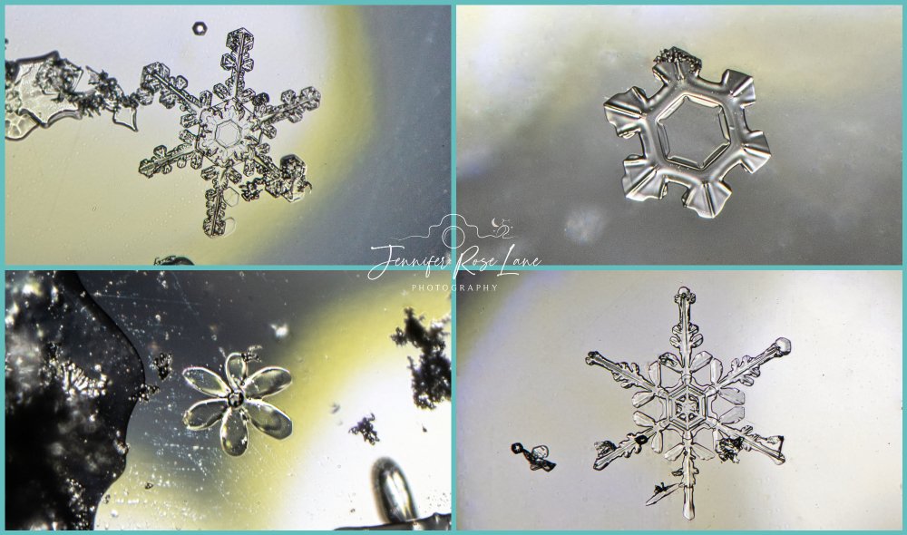 Jennifer Rose Lane (@jens_starry_sky) on Twitter photo A little collage I put together of some snowflakes from last night. And I found one that looks like a daisy 😍 #DaisySnowflake #winter #macro #cold #WV <a href="/ThePhotoHour/">#ThePhotoHour</a> <a href="/MacroHour/">#MacroHour 🌿</a> <a href="/SnowHour/">#SnowHour ⛄</a> <a href="/WSAZBrandon/">Brandon Butcher</a> <a href="/SpencerWeather/">Spencer Adkins</a> <a href="/JoshFitzWx/">Josh Fitzpatrick ☀️</a> A little collage I put together of some snowflakes from last night. And I found one that looks like a daisy 😍 #DaisySnowflake #winter #macro #cold #WV <a href="/ThePhotoHour/">#ThePhotoHour</a> <a href="/MacroHour/">#MacroHour 🌿</a> <a href="/SnowHour/">#SnowHour ⛄</a> <a href="/WSAZBrandon/">Brandon Butcher</a> <a href="/SpencerWeather/">Spencer Adkins</a> <a href="/JoshFitzWx/">Josh Fitzpatrick ☀️</a>