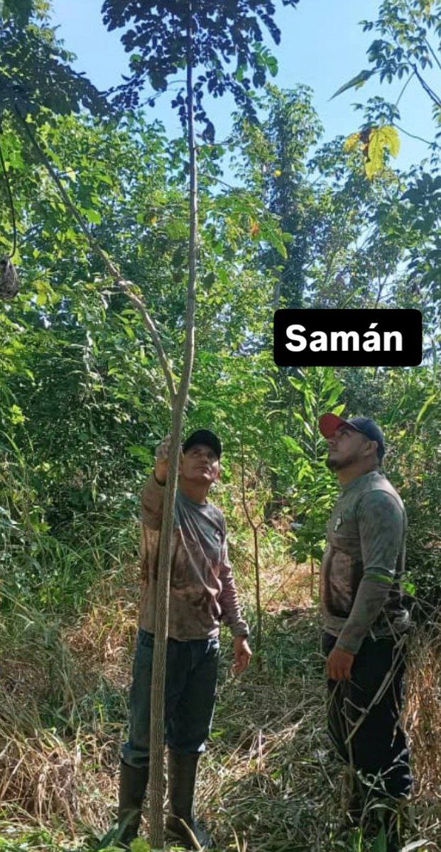 Lizduquesa's tweet photo. Desde hace 4 años estamos sembrando árboles en Caparo, Barinas. 
Estos son arbolitos de Mijao y Samán sembrados el año pasado por el equipo del Proyecto Mono Araña 
Síguenos y apoyanos en Instagram @proyecto_ateles 

#reforestación https://t.co/6E5qeXQ90j