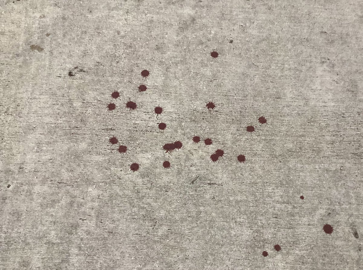 donhertzfeldt's tweet image. something bled, high up in the tree outside