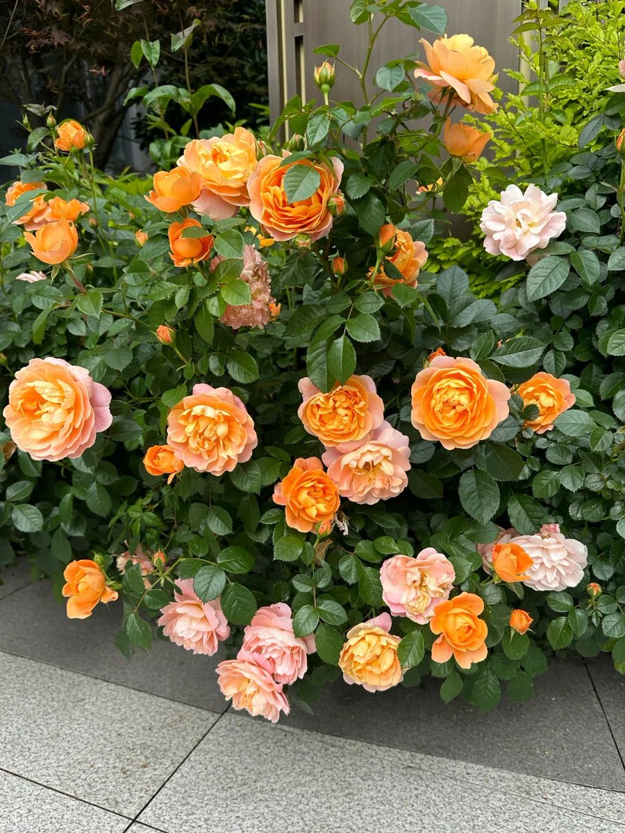rdhow7599's tweet photo. In the garden, I find peace 🌷🍃 https://t.co/bgwCIDwYlg