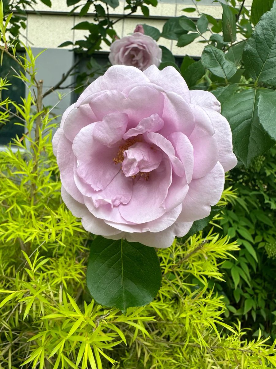 rdhow7599's tweet photo. In the garden, I find peace 🌷🍃 https://t.co/bgwCIDwYlg